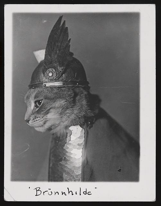 Illustration for article titled The Library Of Congress would like to share a selection of free cat images with you
